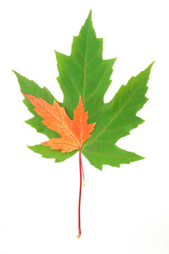 綠紅葉