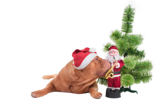 你知道Santa什么時(shí)候來(lái)嗎？