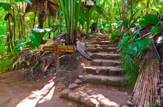 通路在叢林；Vallee de Mai；塞舌爾