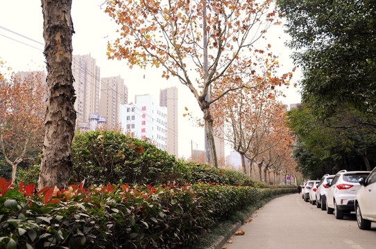 人行道 秋景