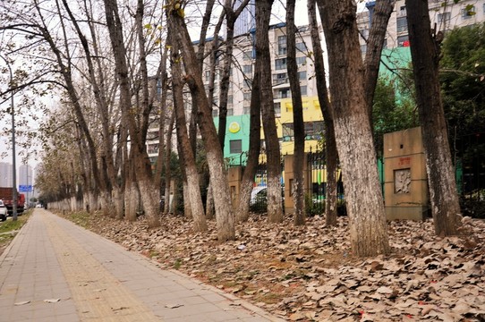 人行道 秋景