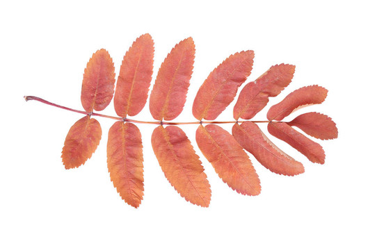 秋灰樹(shù)葉