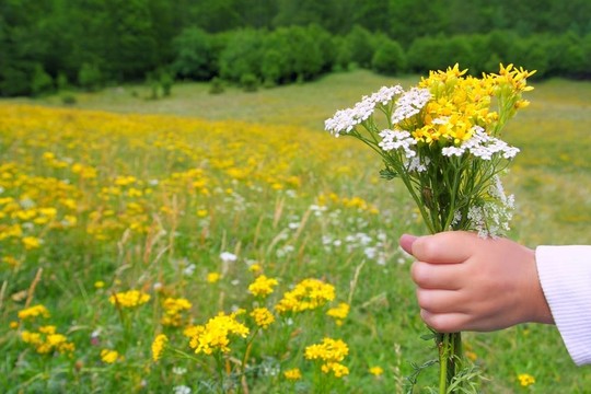 孩子們?cè)诖禾斓牟莸厣鲜峙貂r花