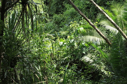 Bigodi Swamps -烏干達(dá)