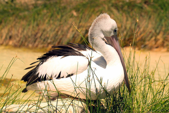 澳大利亞鵜鶘- Pelecanus Conspicillatus