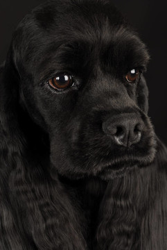 可卡犬