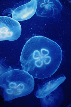 水母