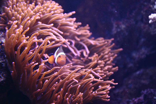 小丑魚