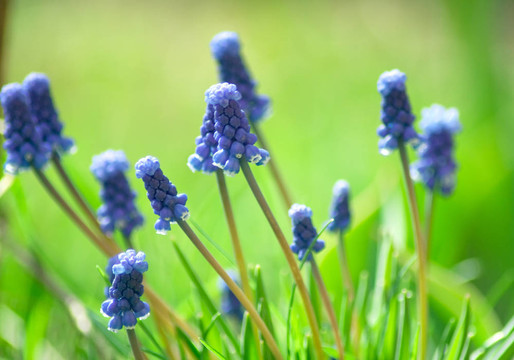 藍(lán)色的花