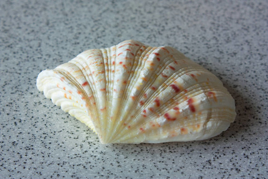 海洋貝殼