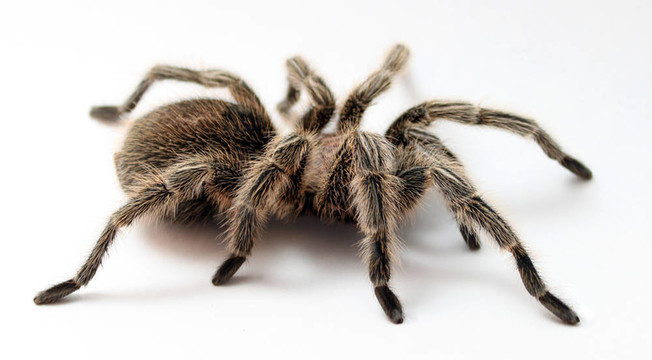 Rose Hair Tarantula在白色的背景