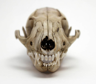 白色背景的Grey Fox Skull