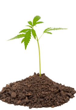 大麻植物