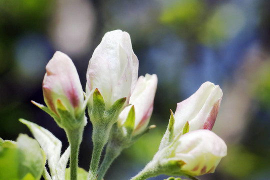 蘋果花蕾