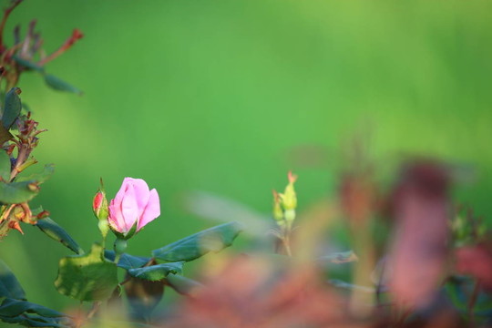 粉紅玫瑰綠框