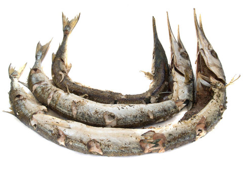 Garfish（Belone belone）出爐