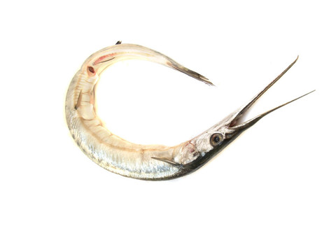 Garfish（Belone belone）原