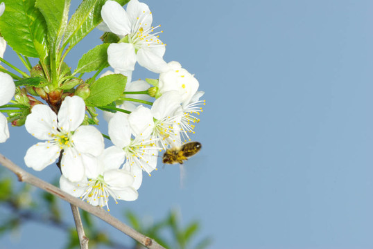 花與蜜蜂