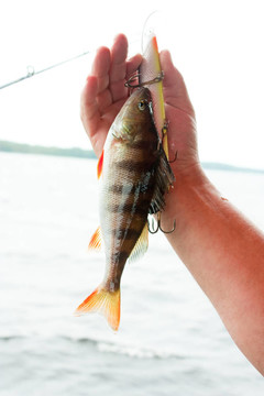 手抓的魚(yú)
