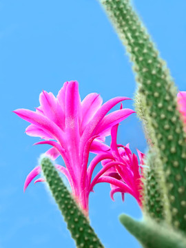 仙人掌花