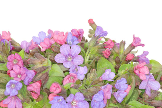 紫羅蘭花