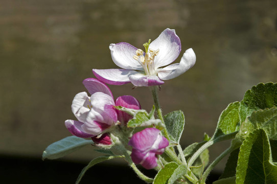 蘋果blossum
