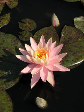 水百合