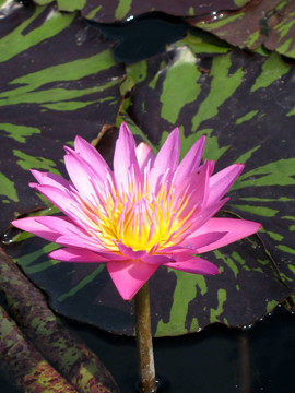 水百合