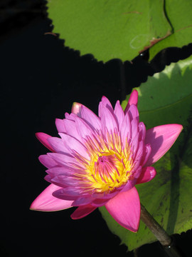 水百合