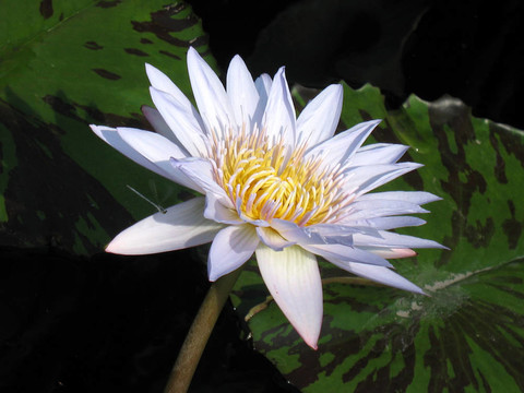 水百合