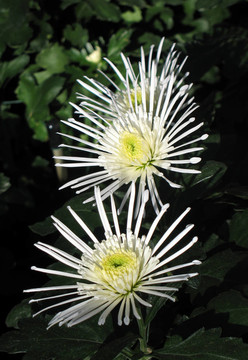 菊花