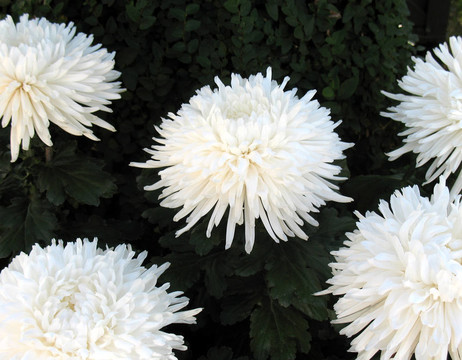 菊花