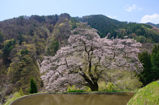 komatsunagi沒有櫻花