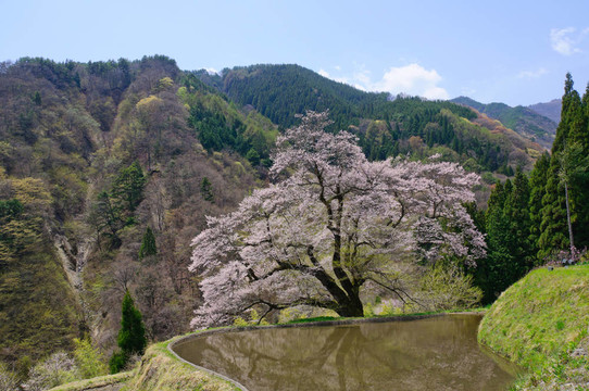 komatsunagi沒有櫻花