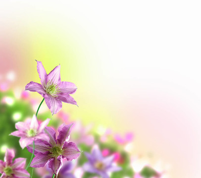 五顏六色的花朵背景