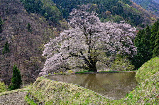 komatsunagi沒有櫻花
