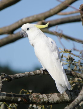 小葵花鳳頭鸚鵡