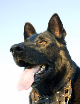 牧羊犬