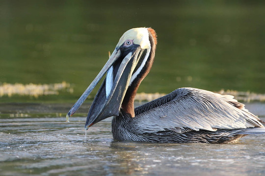 Brown Pelican吃魚