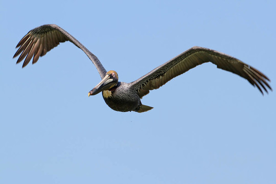 Brown Pelican飛