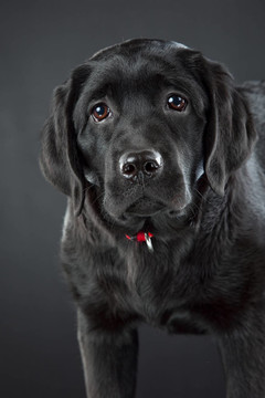 黑色的拉布拉多獵犬