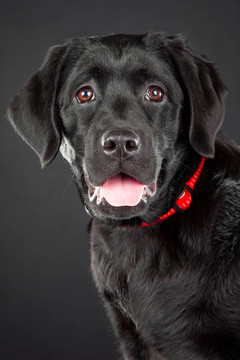 黑色的拉布拉多獵犬