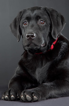 黑色的拉布拉多獵犬
