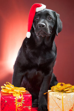 黑色的拉布拉多獵犬戴著紅帽子的圣誕老人