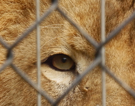 獅子的眼睛