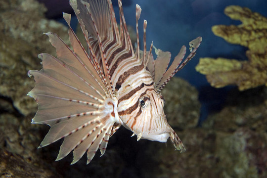 獅子魚在科勒爾