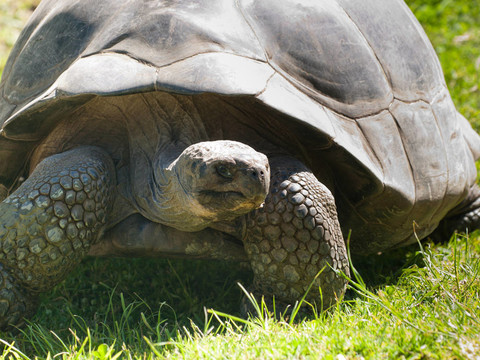 Galapagos龜