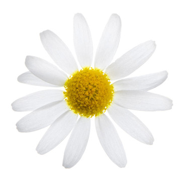 雛菊花