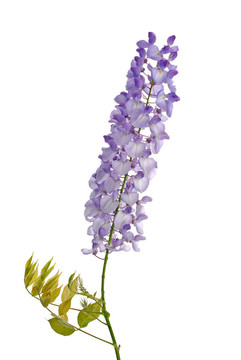 紫藤花