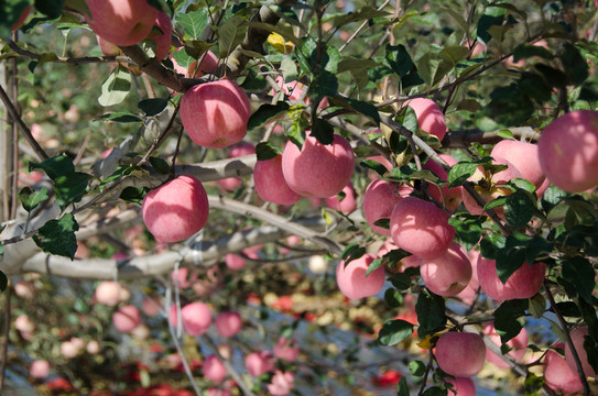蘋(píng)果樹(shù) 紅蘋(píng)果 蘋(píng)果 紅富士